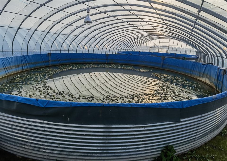 Aquaculture Bullfrog Water Tank